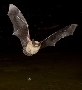 bat